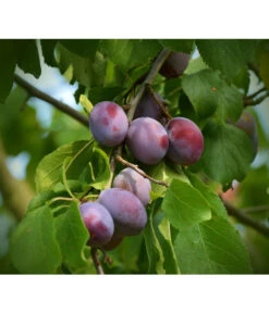 Zwetschgen-Duo 'Nancy/Schönberger' -Haus Pflanzen Welt 7719321 WE DE 001 ZwetschgenDuoNanySchoenebergerPixabay