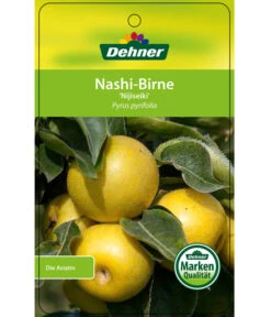Nashi-Birne 'Nijiseiki' -Haus Pflanzen Welt 7719826 Nashi BirneNijiseiki Etikett 1