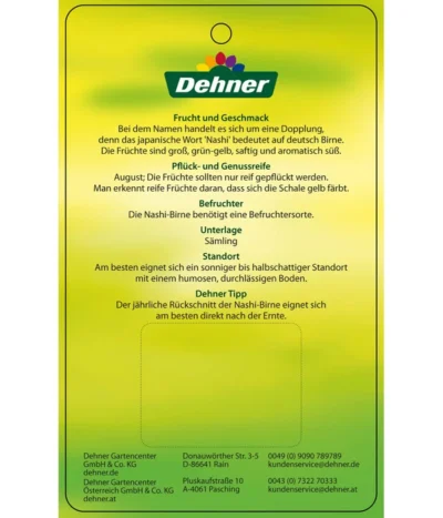 Nashi-Birne 'Nijiseiki' -Haus Pflanzen Welt 7719826 Nashi BirneNijiseiki Etikett 2