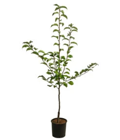 Nashi-Birne 'Nijiseiki' -Haus Pflanzen Welt 7719826 WE FS 001 NashiNijiseikiDehnerExpressHerzig