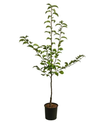 Nashi-Birne 'Nijiseiki' -Haus Pflanzen Welt 7719826 WE FS 001 NashiNijiseikiDehnerExpressHerzig