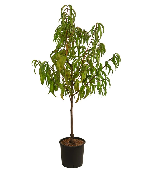 Nektarine 'Fantasia' 4 Nektarine 'Fantasia' – Bild 2