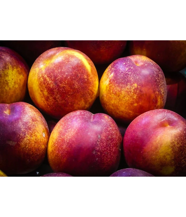 Nektarine 'Fantasia' 5 Nektarine 'Fantasia' – Bild 3