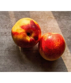 Zwergnektarine 'Nectarella' 8 Zwergnektarine 'Nectarella' -Haus Pflanzen Welt 7720204 WE DE 002 Zwergnektarine