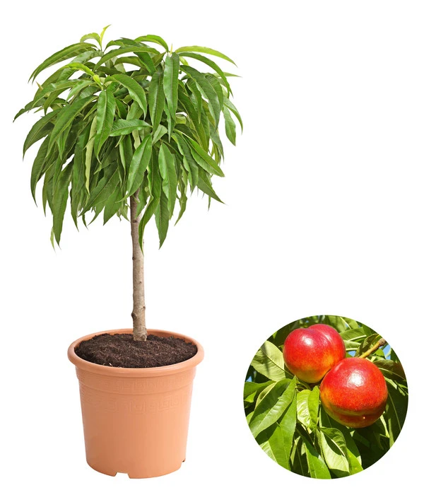 Zwergnektarine 'Nectarella' 3 Zwergnektarine 'Nectarella'