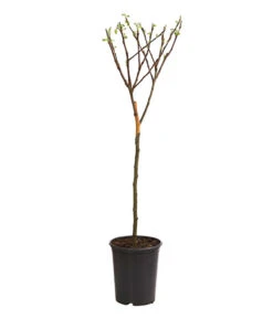 Zwergapfel -Haus Pflanzen Welt 7723950 WE FS 001 ZwergapfelObstZwergeKidsDehnerExpressHerzig