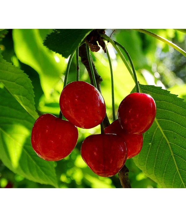 Zwergsauerkirsche 4 Zwergsauerkirsche – Bild 2