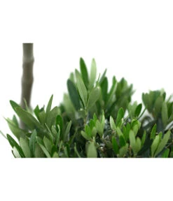 XXL Pompon-Olivenbaum, Ca. 160-180 Cm 7 XXL Pompon-Olivenbaum, Ca. 160-180 Cm -Haus Pflanzen Welt 7724685 WE DE 001 XXLPompon Olivenbaum160 180cm