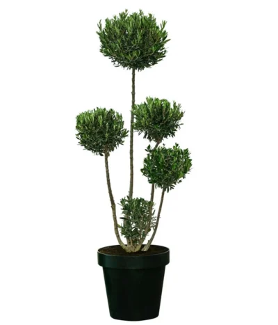 XXL Pompon-Olivenbaum, Ca. 160-180 Cm