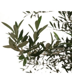 XXL Olivenbaum, Ca. 160-180 Cm -Haus Pflanzen Welt 7724693 WE DE 003 OleaOliveDehnerExpressHerzig