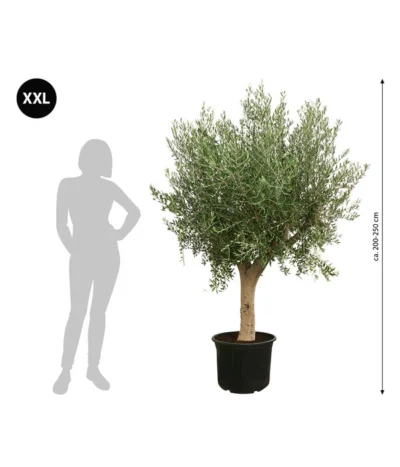 XXL Olivenbaum, Ca. 200-250 Cm 5 XXL Olivenbaum, Ca. 200-250 Cm -Haus Pflanzen Welt 7724701 WE BG 001 XXLOlivenbaum200250
