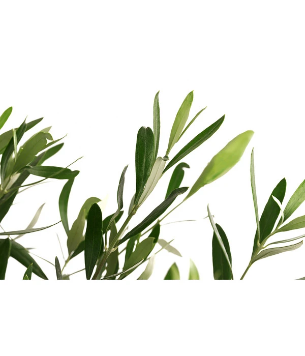 Olive, In Schale 4 Olive, In Schale – Bild 2