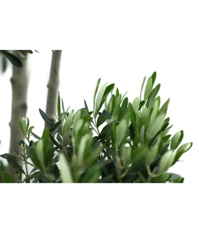 XXL Pompon-Olivenbaum, Ca. 180-200 Cm -Haus Pflanzen Welt 7724768 WE DE 001 XXLPompon Olivenbaum180 200cm