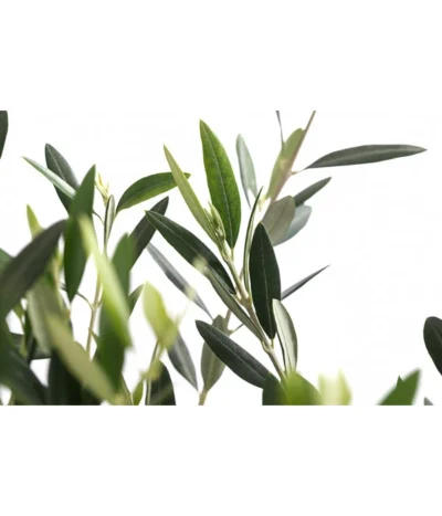 XXL Olivenstamm 'Leccino', Ca. 180-200 Cm -Haus Pflanzen Welt 7724792 WE DE 001 OleaEuropaeaLeccinoOlive
