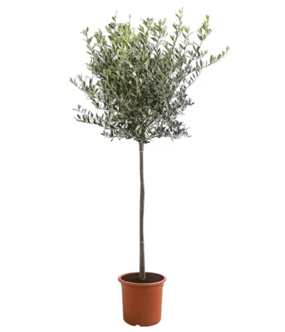 XXL Olivenstamm 'Leccino', Ca. 180-200 Cm