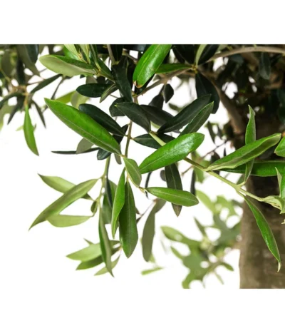 XXL Olivenbaum, Ca. 160-170 Cm -Haus Pflanzen Welt 7724800 WE DE 001 OleaSolitaerOliveT35