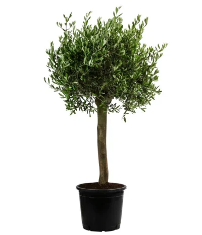 XXL Olivenbaum, Ca. 160-170 Cm
