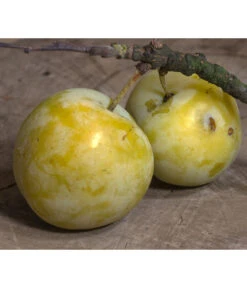 Zwetschgen-Duo 'Hauszwetsche'/'Oullins Reneklode' -Haus Pflanzen Welt 7725518 PR DE 001 PrunusReneklodeOullinsPixabay