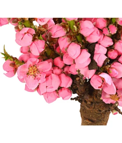 Zwergpfirsich 'Amber Pix Zee' -Haus Pflanzen Welt 7728744 WE DE 001 ZwergPfirsich7LDehnerExpressHerzig