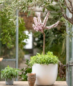 Zwergpfirsich 'Amber Pix Zee' -Haus Pflanzen Welt 7728744 WE MO 001 ZwergPfirsich