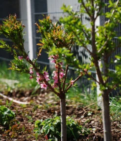 Zwergpfirsich 'Amber Pix Zee' -Haus Pflanzen Welt 7728744 WE MO 003 ZwergpfirsichBauer