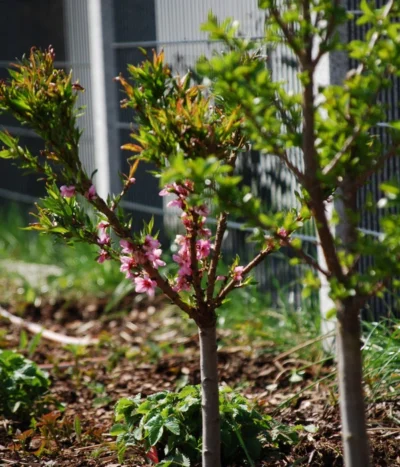 Zwergpfirsich 'Amber Pix Zee' -Haus Pflanzen Welt 7728744 WE MO 003 ZwergpfirsichBauer