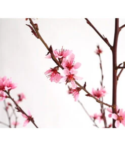 Pfirsich 'Rubira', Rotblättrig -Haus Pflanzen Welt 7728819 WE DE 001 PfirsichRotblaettrigDehnerExpressHerzig