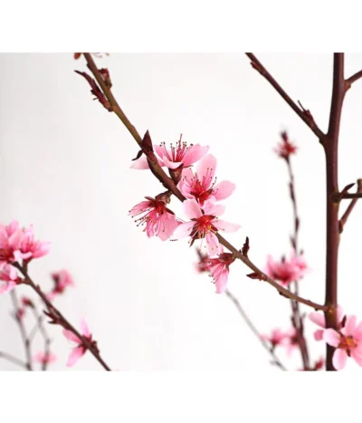 Pfirsich 'Rubira', Rotblättrig 8 Pfirsich 'Rubira', Rotblättrig -Haus Pflanzen Welt 7728819 WE DE 001 PfirsichRotblaettrigDehnerExpressHerzig