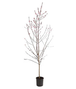 Pfirsich 'Rubira', Rotblättrig -Haus Pflanzen Welt 7728819 WE FS 001 PfirsichRotblaettrigDehnerExpressHerzig