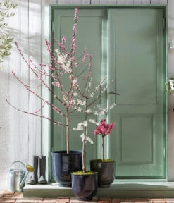 Pfirsich 'Rubira', Rotblättrig -Haus Pflanzen Welt 7728819 WE MO 001 PfirsichPrunusPersica Content Fruehlingsstory 2023