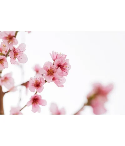 Gelbfleischiger Pfirsich -Haus Pflanzen Welt 7728843 PR DE 001 Pfirsich7LDehnerExpressZS