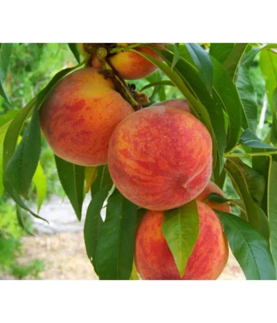 Gelbfleischiger Pfirsich -Haus Pflanzen Welt 7728843 PR DE 001 PrunusPfirsichGelbfleischigPixabay