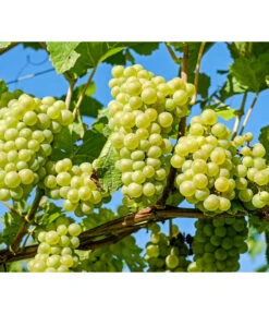 Tafeltraube 'Phönix'