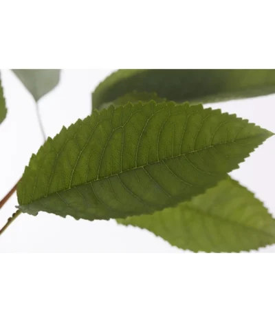 Winterapfel 'Pinova' -Haus Pflanzen Welt 7729361 PR DE 001 ApfelPinovaMalusBusch95LiterDehnerExpressZS