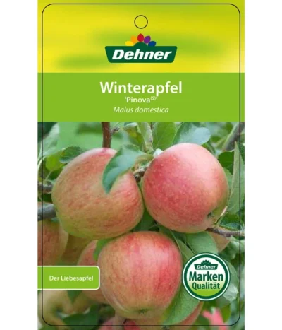 Winterapfel 'Pinova' -Haus Pflanzen Welt 7729361 WinterapfelPinova Etikett 1