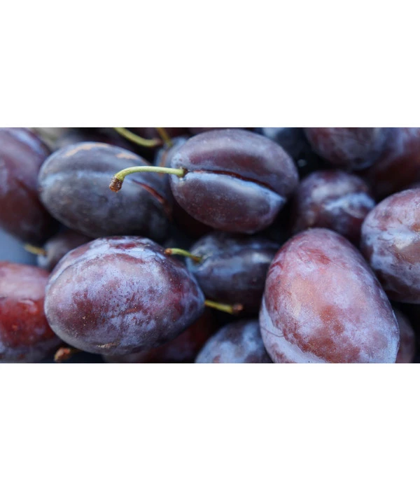 Zwetschge 'Presenta' 4 Zwetschge 'Presenta' – Bild 2