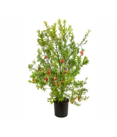 Granatapfel -Haus Pflanzen Welt 7733470 PR FS 001 PunicaGranatapfelDehnerExpressHerzig