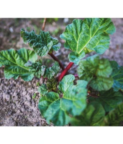 Dehner Gourmet Garten Himbeer-Rhabarber 9 Dehner Gourmet Garten Himbeer-Rhabarber -Haus Pflanzen Welt 7736028 PR 001 RheumRhabarberPixabay