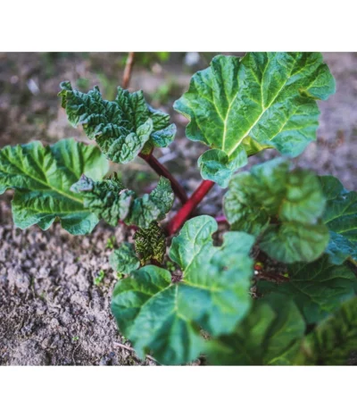 Dehner Gourmet Garten Himbeer-Rhabarber 9 Dehner Gourmet Garten Himbeer-Rhabarber -Haus Pflanzen Welt 7736028 PR 001 RheumRhabarberPixabay
