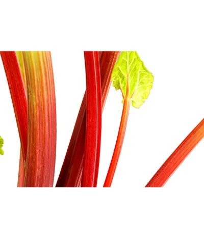 Dehner Gourmet Garten Himbeer-Rhabarber 8 Dehner Gourmet Garten Himbeer-Rhabarber -Haus Pflanzen Welt 7736028 PR DE 002 RhabarberHimbeere2LiterDehnerExpressHerzig