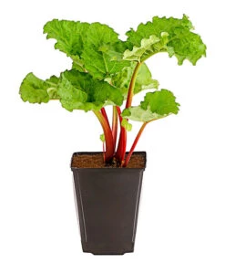 Dehner Gourmet Garten Himbeer-Rhabarber 7 Dehner Gourmet Garten Himbeer-Rhabarber -Haus Pflanzen Welt 7736028 PR FS 002 RhabarberHimbeere2LiterDehnerExpressHerzig