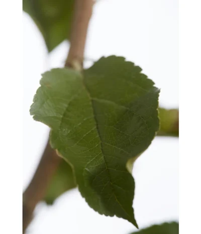 Herbstapfel 'Rebella' 9 Herbstapfel 'Rebella' -Haus Pflanzen Welt 7737075 PR DE 001 ApfelRebellaMalusBusch95LiterDehnerExpressZS