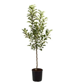 Herbstapfel 'Rebella' -Haus Pflanzen Welt 7737075 PR FS 001 ApfelRebellaMalusBusch95LiterDehnerExpressZS