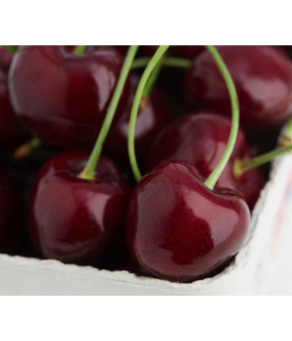 Süßkirsche 'Regina' 3 Süßkirsche 'Regina'