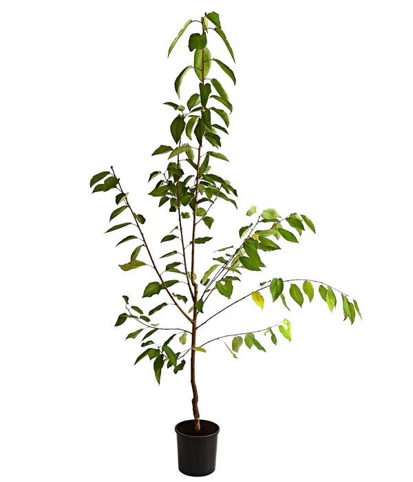 Süßkirsche 'Regina' 4 Süßkirsche 'Regina' – Bild 2