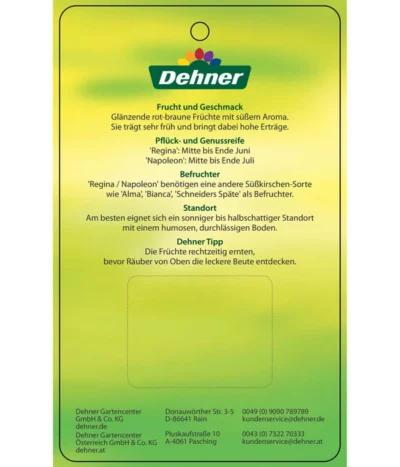 Kirschen-Duo 'Regina/Napoleon' -Haus Pflanzen Welt 7738792 Suesskirschen DuoReginaNapoleon Etikett 2