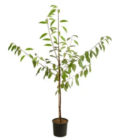 Kirschen-Duo 'Regina/Napoleon' -Haus Pflanzen Welt 7738792 WE FS 001 PrunusKirscheDuoReginaNapoleon