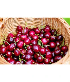 Kirschen-Duo 'Regina/Napoleon' -Haus Pflanzen Welt 7738792 WE MO 001 KirschenDuoReginaNapoleon Pixabay