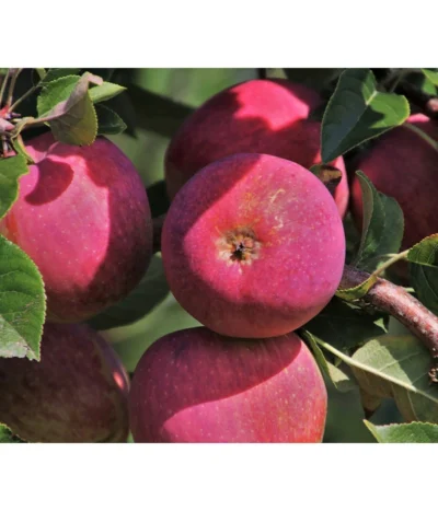 Apfelbäume In Sorten, Einjährige Veredelung