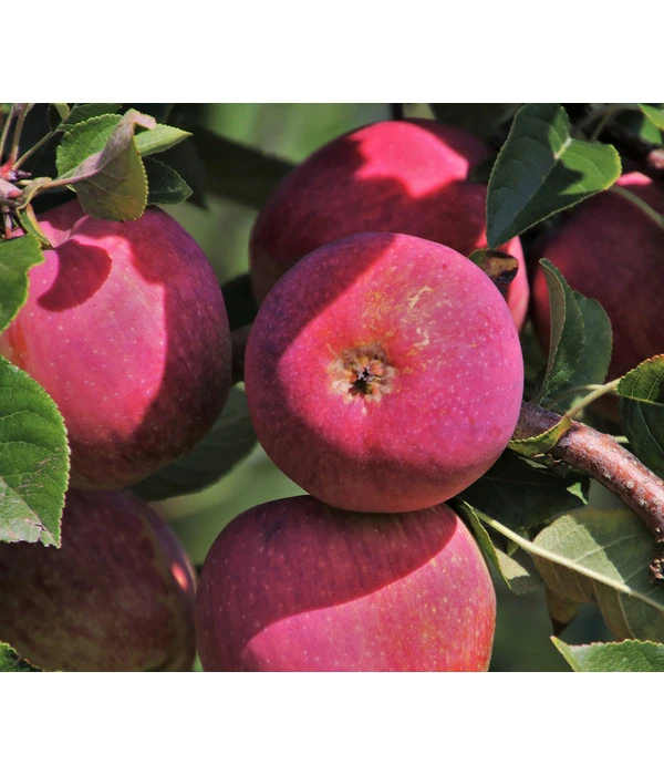 Apfelbäume In Sorten, Einjährige Veredelung 3 Apfelbäume In Sorten, Einjährige Veredelung